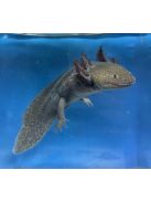 Vadas axolotl (ifjoncok)