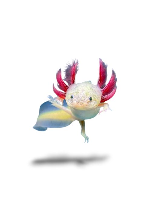 Fehér axolotl, kék szemű (Ifjoncok)