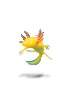 Arany axolotl (10-20 cm)