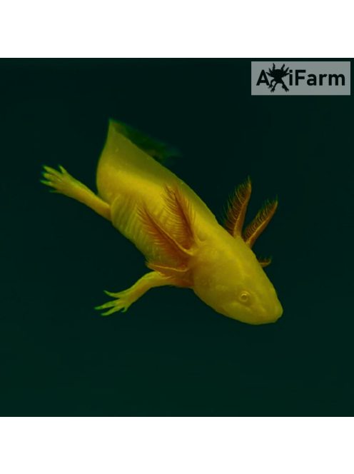 Arany axolotl (10-20 cm)
