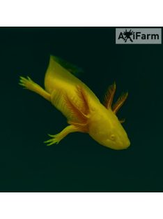 Arany axolotl (10-20 cm)