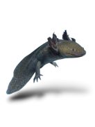 Vadas axolotl (8-15cm)