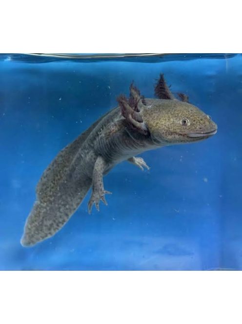 Vadas axolotl (10-20 cm)