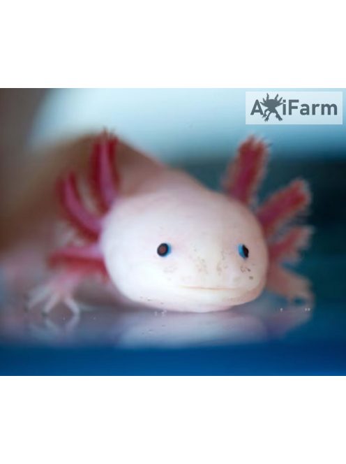Fehér axolotl, kék szemű (10-20 cm)