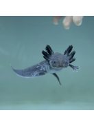 Melanoid Axolotl (5-8 cm)