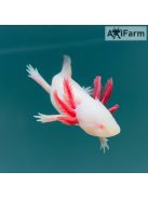 Fehér albinó axolotl, piros szemű (20-30 cm-es tenyészállat)