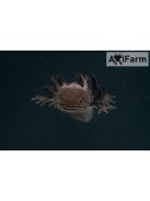 Vadas axolotl (20-30 cm-es tenyészállat)