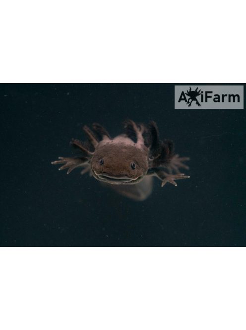 Vadas axolotl (20-30 cm-es tenyészállat)