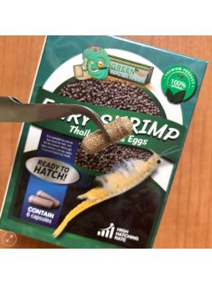   Thailandensis tündérrák pete keltetéshez-Fairy Shrimp Thailandensis Eggs