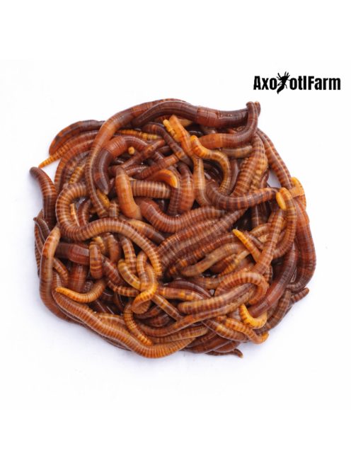 Földigiliszta- Speciális, saját tenyésztésű élő giliszta - 7-15  cm-es axolotlnak-150ml 