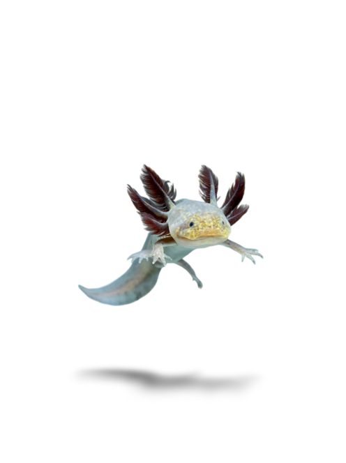 Copper axolotl (10-20 cm)