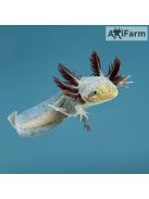 Copper axolotl (10-20 cm)
