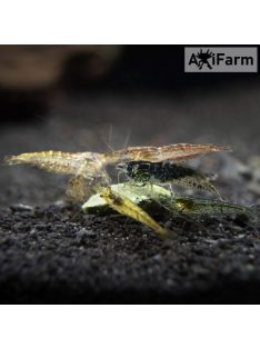   Garnéla  eleségcsomag -axolotl eledel- 30 db élő garnéla/ csomag