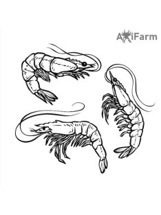   Garnéla  eleségcsomag -axolotl eledel- 30 db élő garnéla/ csomag