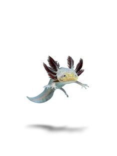 Copper axolotl (5-10 cm)