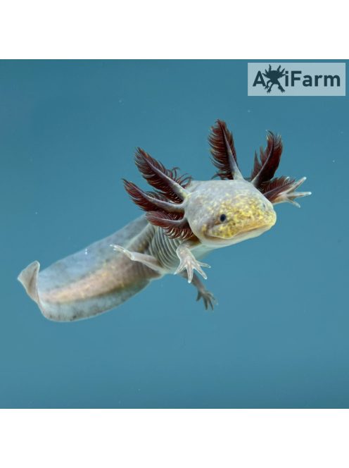 Copper axolotl (5-10 cm)