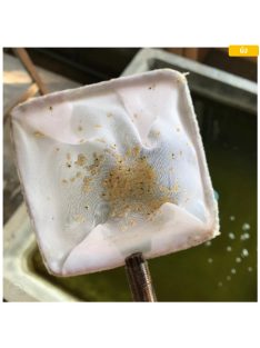 Vizibolha pete keltetéshez-Daphnia magna eggs