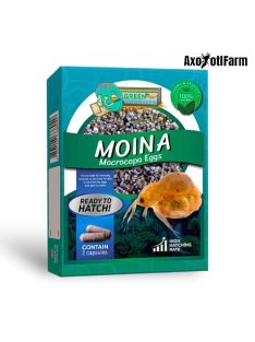 Moina macrocopa pete keltetéshez- Moina macrocopa eggs