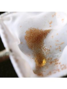 Moina macrocopa pete keltetéshez- Moina macrocopa eggs