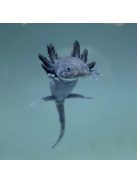 Melanoid axolotl (15 + , tenyész méret)