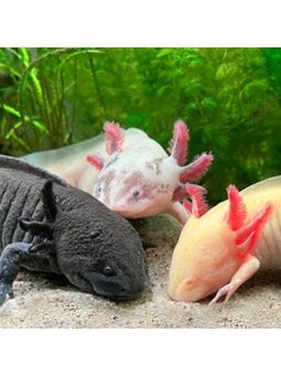 Axolotl